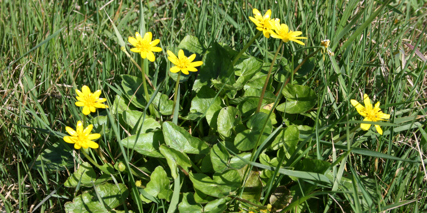 Ficaire fausse-renoncule